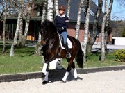 Hest til salg - FIE GULDBJERG