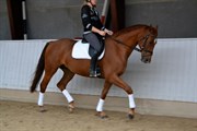Hest til salg - MOSELUNDS SALINA