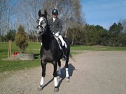 Hest til salg - CORTEZ