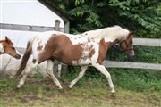 Hest til salg - FIONA E