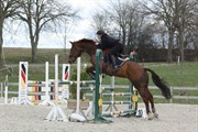 Hest til salg - Silvester