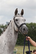 Hest til salg - CHAMPAGNE LAWN XX (USA)