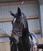 Hest til salg - DANA SHEYDA