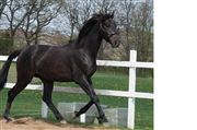 Hest til salg - KIRKELODGAARD'S CHIVAS