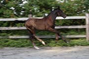 Hest til salg - GØRKLINTGÅRDS SACKO