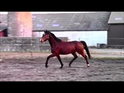 Hest til salg - Armani G