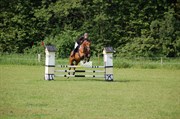 Hest til salg - SPRAITAS