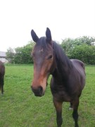 Hest til salg - WHALDEMAR VISSEN