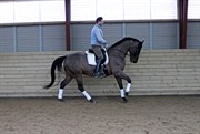Hest til salg - Aarø´s Chopi n