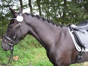 Hest til salg - MIRAIN CAPPUCCINO