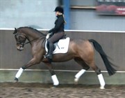 Hest til salg - GORDON´S MRS. FILUCA