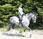 Hest til salg - EMAI SHAH