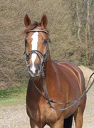 Hest til salg - ROYAL DANCER
