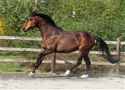Hest til salg - WESTERGAARDENS MONROE