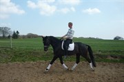Hest til salg - OCI´