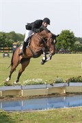 Hest til salg - VICTORIA