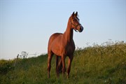 Hest til salg - KOLDKÆRS LONG TIME