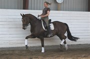 Hest til salg - ROYAL FLUSH