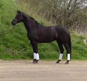 Hest til salg - FÆLDGÅRDENS WEMBLEY