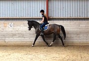 Hest til salg - IZIDORA KÆRLUND