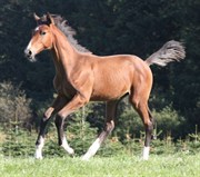 Hest til salg - VIDTSKUE'S KRØSUS