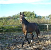 Hest til salg - RIES' ROBERTO