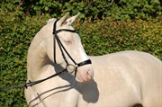 Hest til salg - Klepholms Tosca