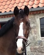 Hest til salg - HOEFKE´S ALWAYS THE BEST