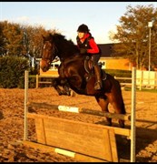 Hest til salg - ASBELL