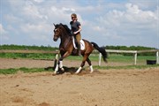 Hest til salg - HEDELUNDS SHINE A LIGHT