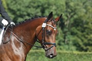 Hest til salg - ODESSA SEM