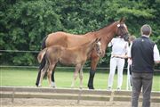 Hest til salg - VIDTSKUE'S ROLETTE