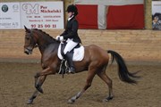 Hest til salg - CHICAGO KÆRLUND