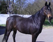 Hest til salg - LAURINJA