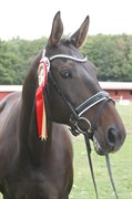 Hest til salg - DRISDAL'S BRITNEY