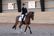 Hest til salg - ANDORRA