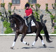 Hest til salg - LUIGI