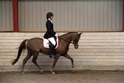 Hest til salg - BURTON'S EMPIRE