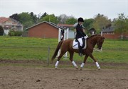 Hest til salg - SURPRISE