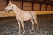 Hest til salg - KÆRGAARDENS CHENIN