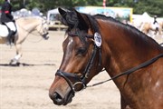 Hest til salg - VANJAS CASMISCHA