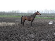 Hest til salg - AMU