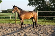 Hest til salg - SIR LUCKY