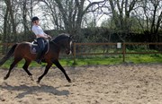 Hest til salg - CIRKELINE