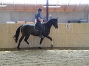 Hest til salg - Thea