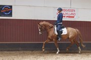 Hest til salg - RAWA´S DORADO