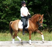 Hest til salg - NØRLUNDS AROS