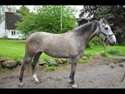 Hest til salg - CASSANDRA