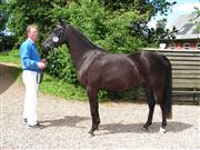 Hest til salg - NØRLUNDS SIMONE