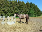 Hest til salg - APRIL
